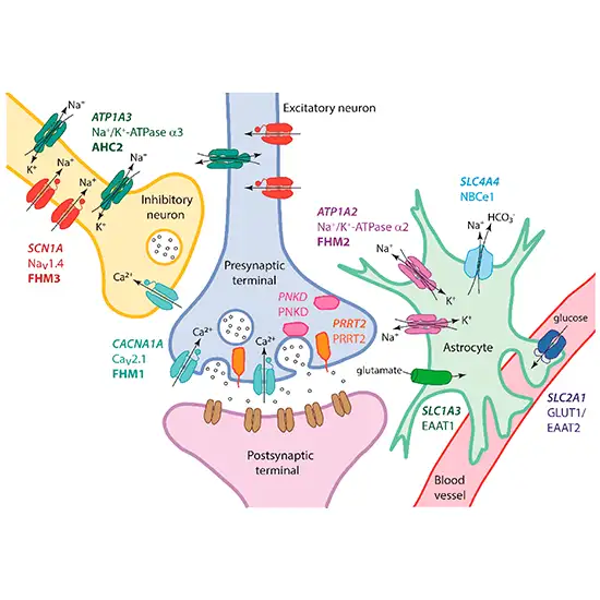 Nx Gen Sequencing : Familial Hemiplegic Migraine